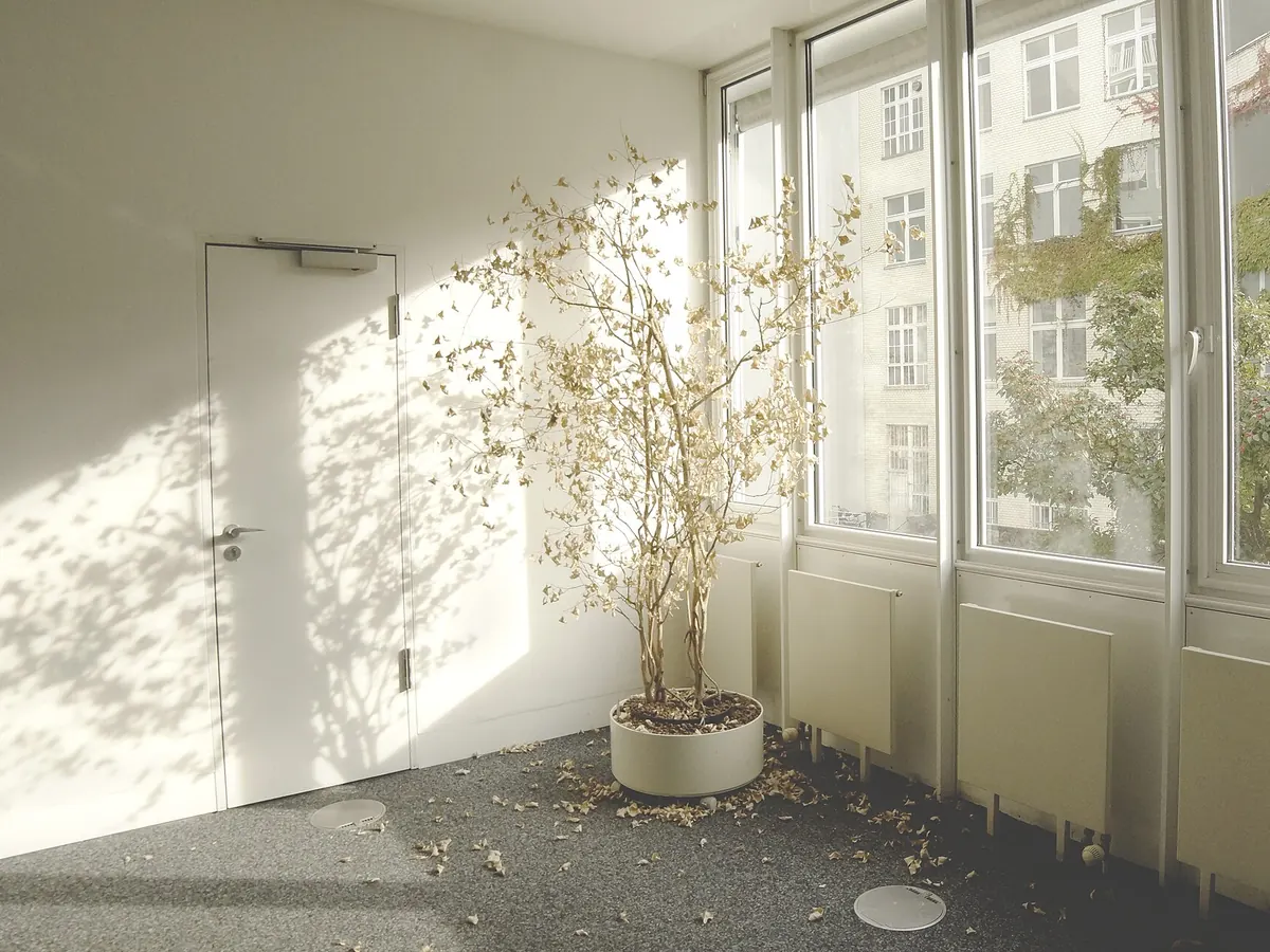 Planta de oficinas vacía, con ventanales y una planta seca